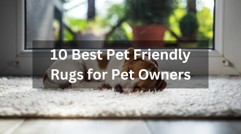 10 Best Pet Friendly Rugs for Pet Owners